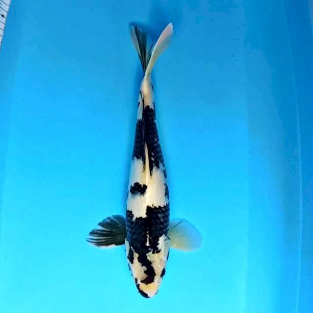 ⭐Suyatku~THUNDER HEAD SHIRO MALE 42 CM
