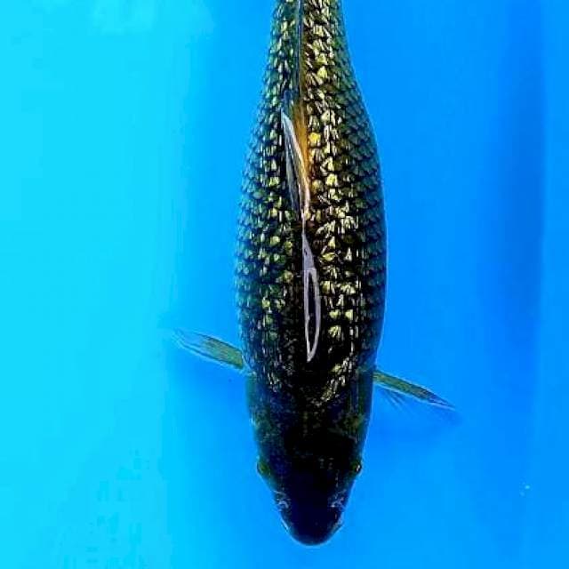 Hq midori 35 cm