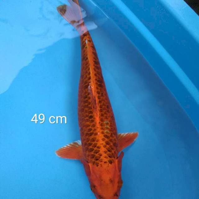 JUMBO AKA MATSUBA 49 Cm
