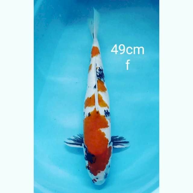 Jumbo showa 49cm