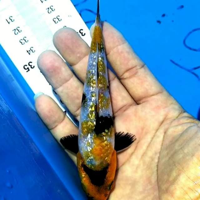 Kin Showa 15cm