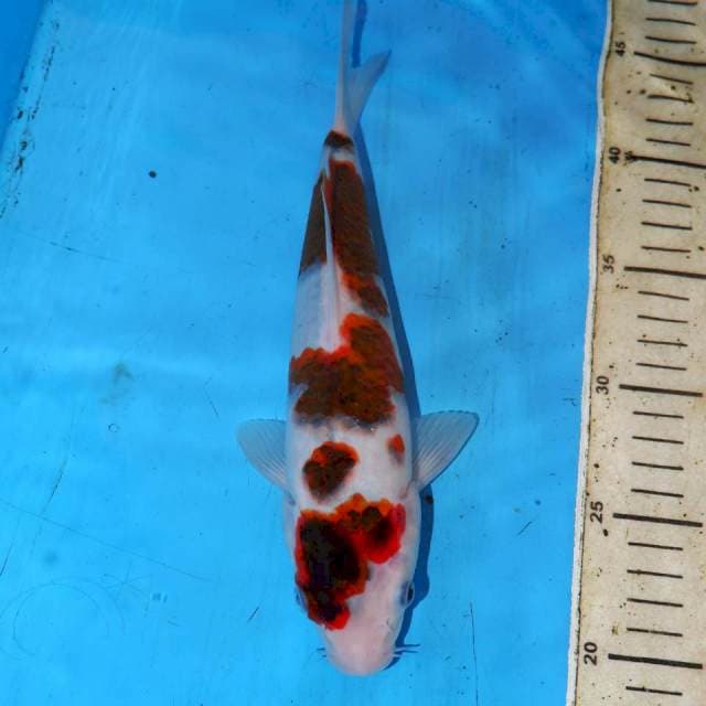 KOROMO ISTIMEWA 26cm