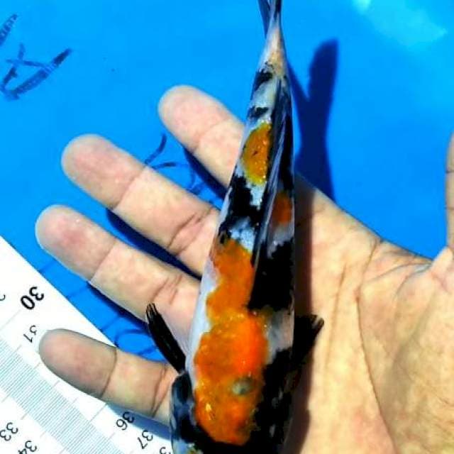 Showa 17cm