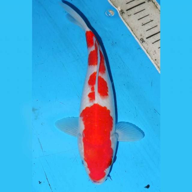 YONDAN KOHAKU BAGUS 24cm