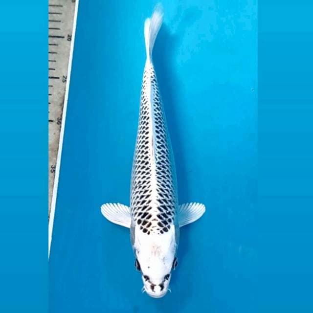 Gin matsuba, 28 cm