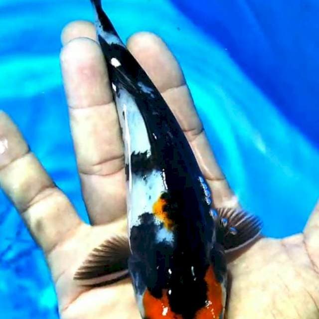 Showa 18cm