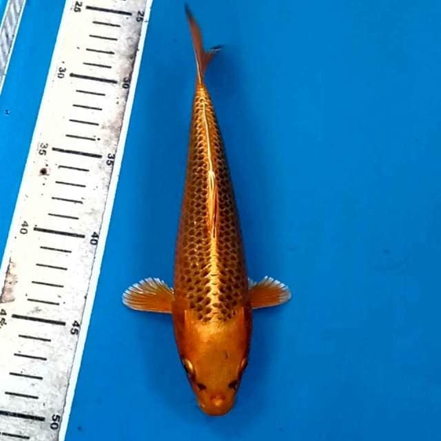Kin matsuba, 22 cm