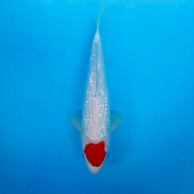 ORIGINAL TANCHO KOHAKU GINRIN 30CM