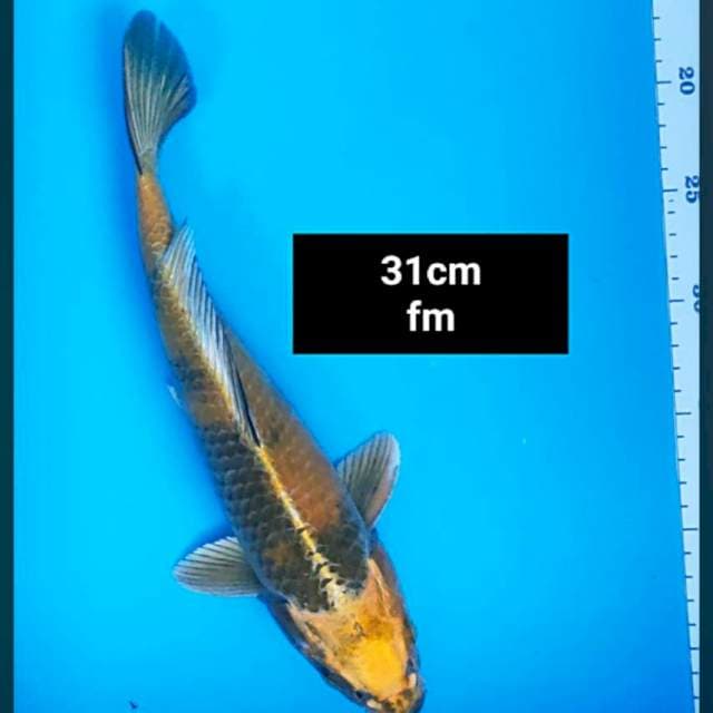 Kin showa strong 31cm