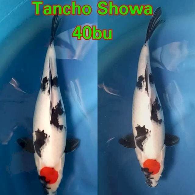 Tanco Showa Joss⭐⭐