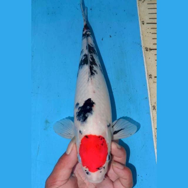 32cm TANCHO SANKE