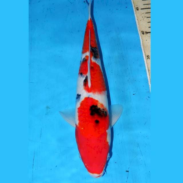 SANDAN SANKE 32cm.