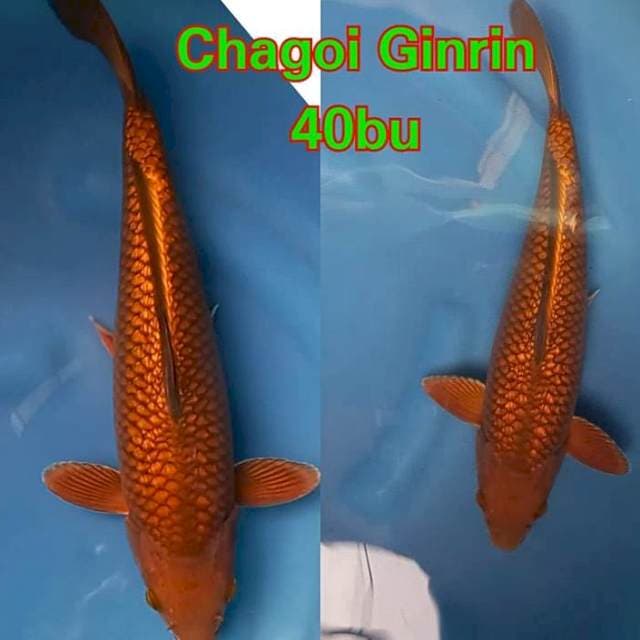 Chagoi Ginrin Ring ππ