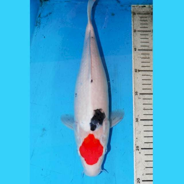 TANCHO SANKE 35cm.