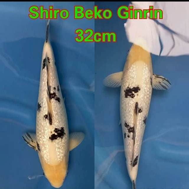 Shiro Beko Ginrin ⭐⭐⭐
