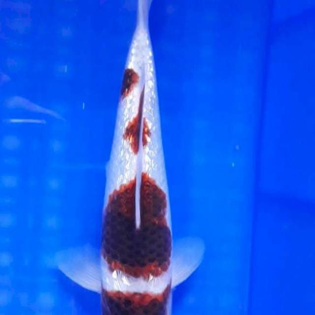 Goromo Ginrin 23cm