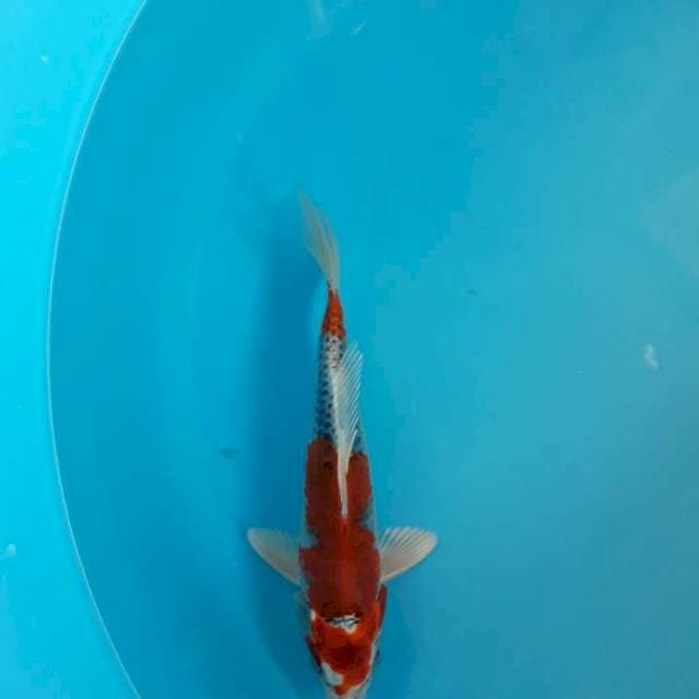 Kujaku 25cm