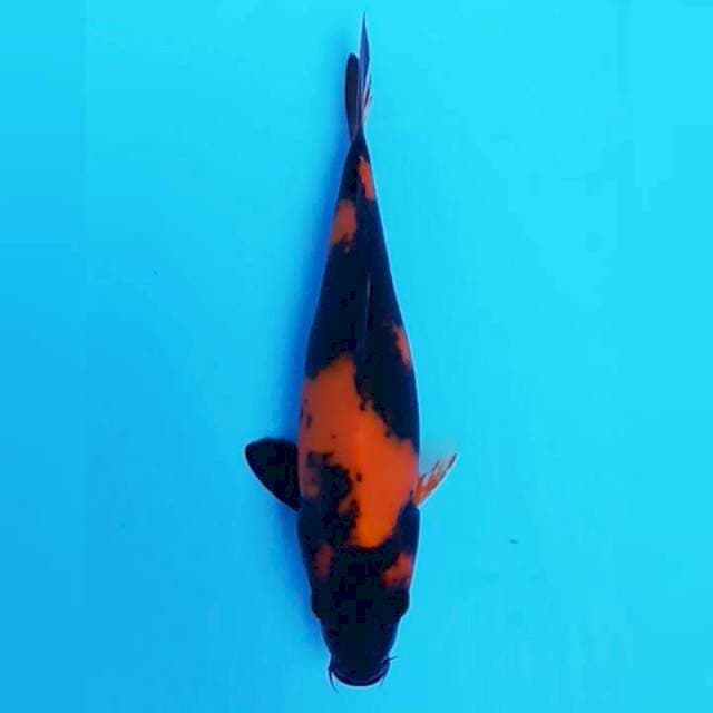 UTSURI 30 CM