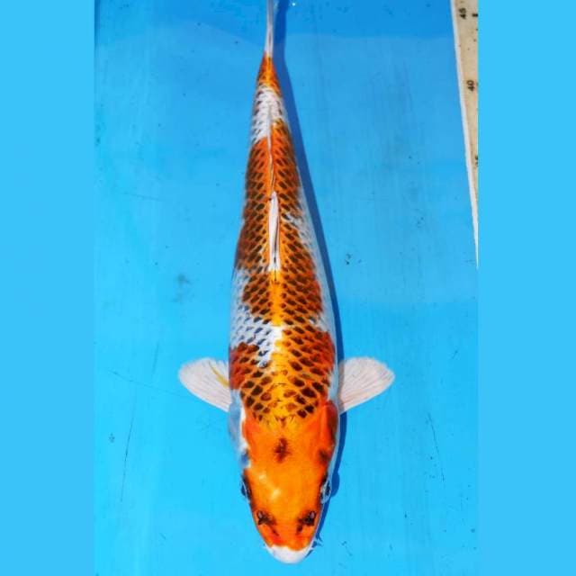 31cm KUJAKU APIK