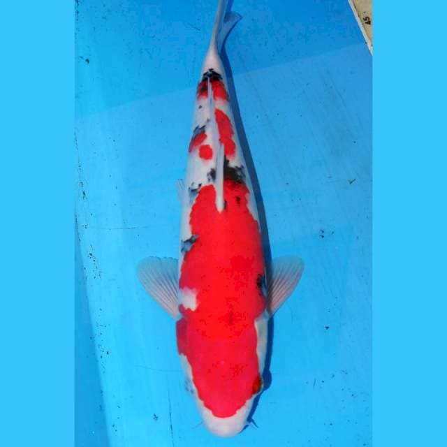 33cm SANKE RAPI
