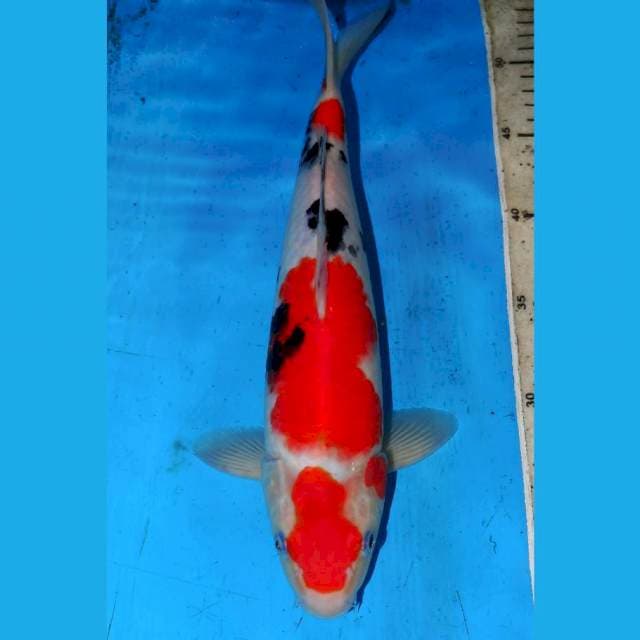 33cm ORI MARUTEN SANKE