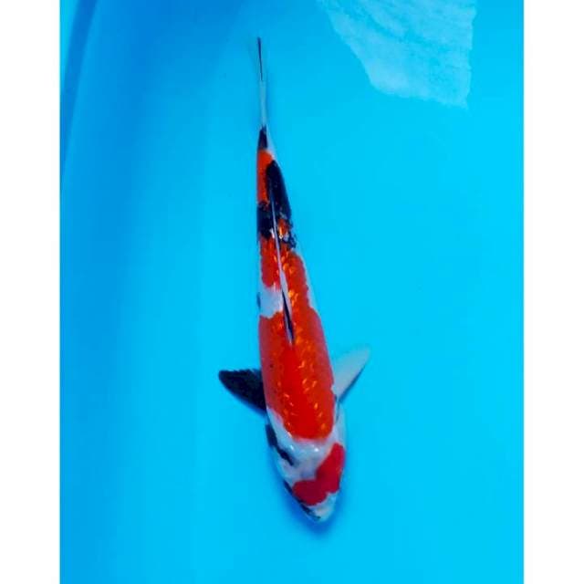 ginrin 30 cm
