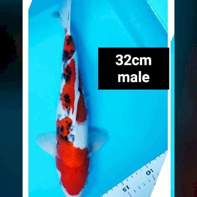 Sanke strong 32cm male