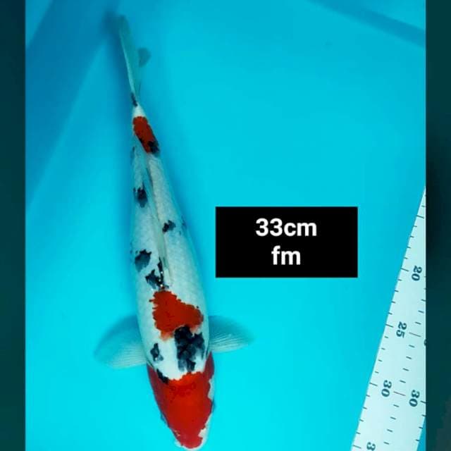 Sanke 33cm