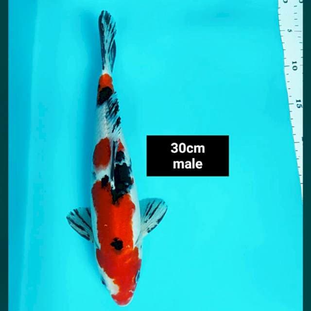 Strong sanke 30cm male