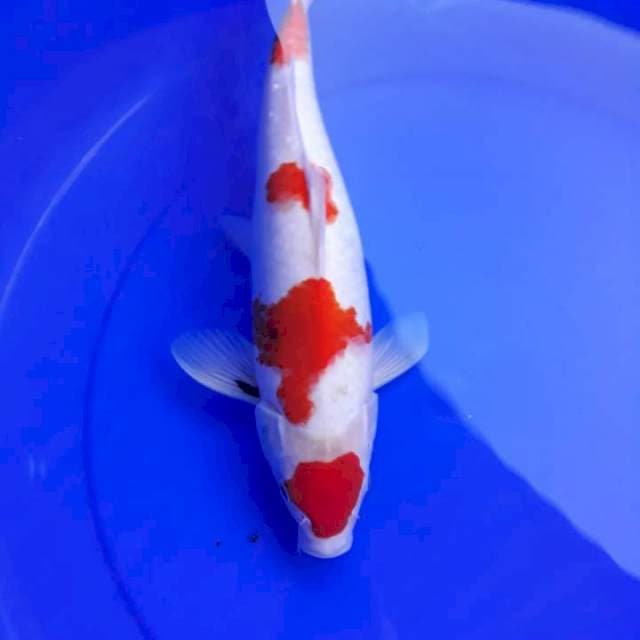 Kohaku family 3 ekor