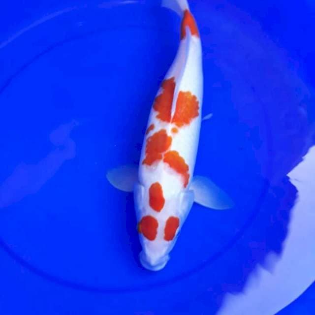 Kohaku family 3 ekor