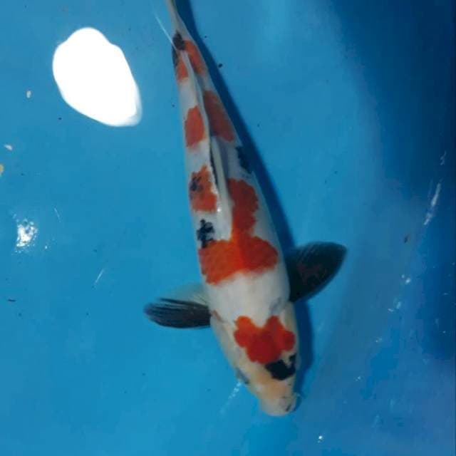 Showa kindai, Jantan, 30bu