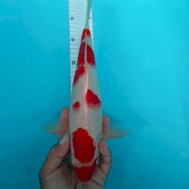 Khohaku putih bersih 32 cm
