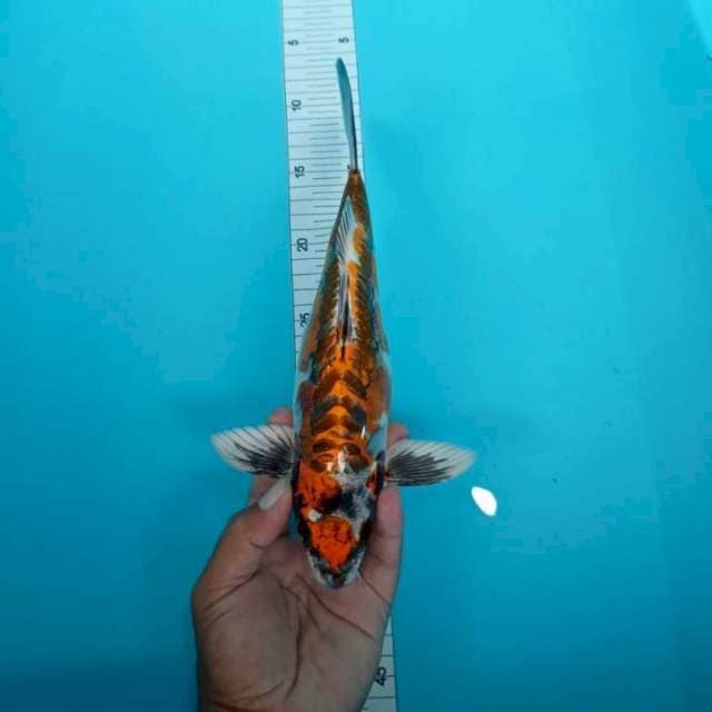 Kikoriyu calon merah motogoro bagus 27 cm