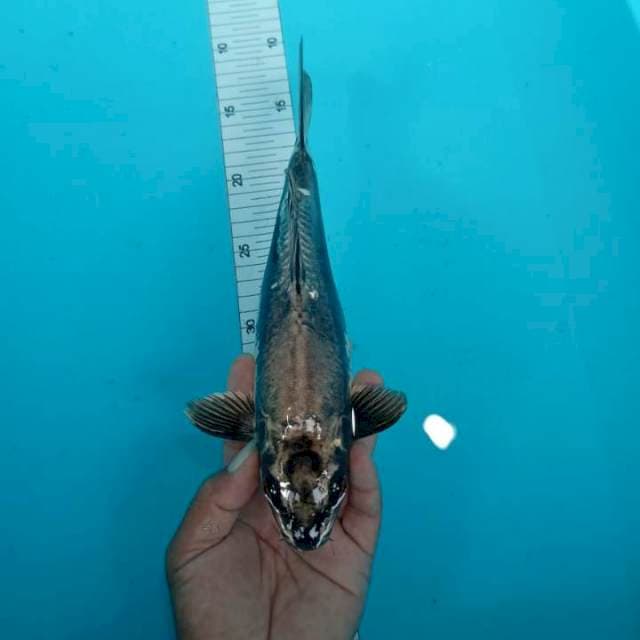 Polosan indah 29 cm
