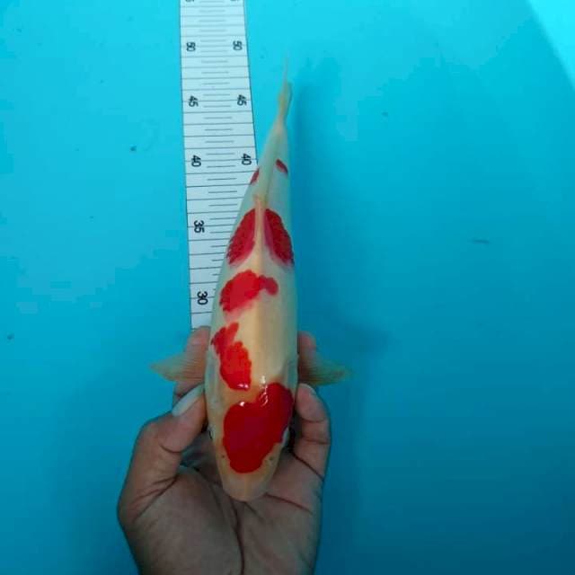 Kohaku putih bersih 29 cm