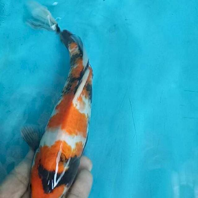 Showa impor sekiguchi 25cm