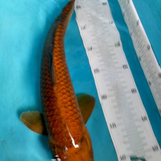 Cagoi f1 marudo 41cm