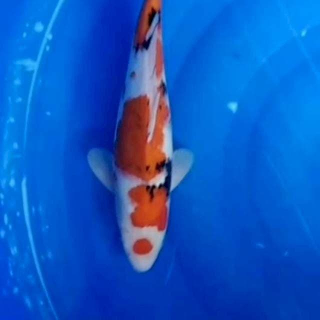 MARUTEN SANKE 33CM
