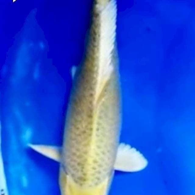 ANTIKAN GINRIN 34cm
