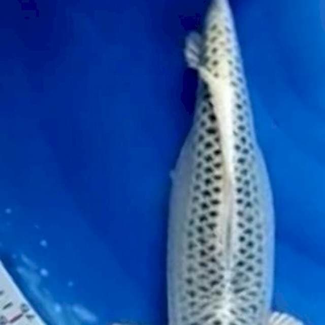 MATSUBA 40CM # GENDONG TELUR