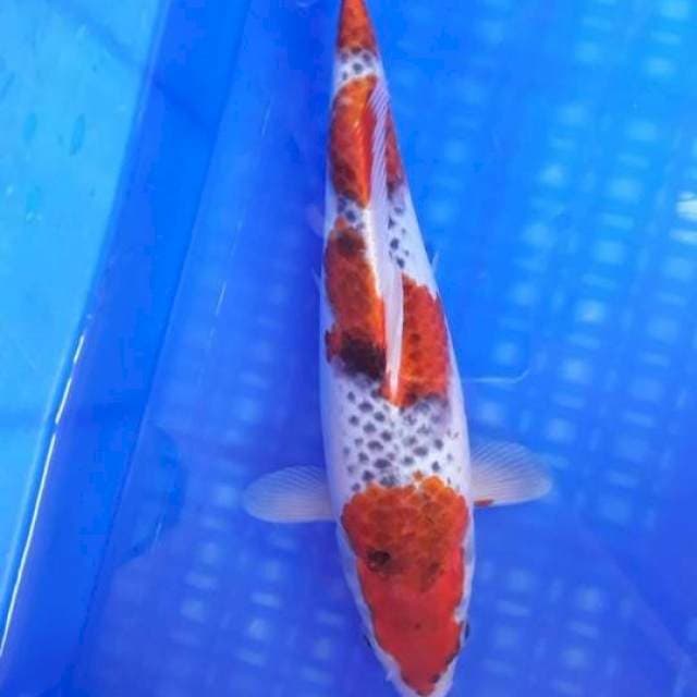 Goshiki Orisini Mantap 28cm