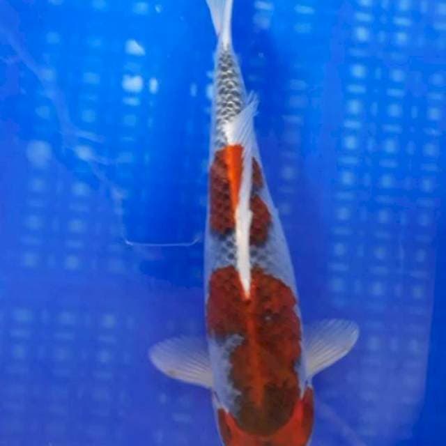 Goshiki Joss 32cm