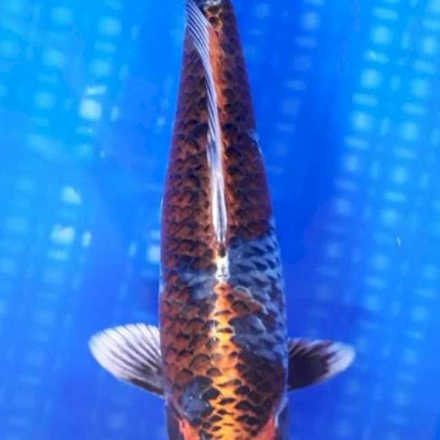 Kilau Tembaga 33cm