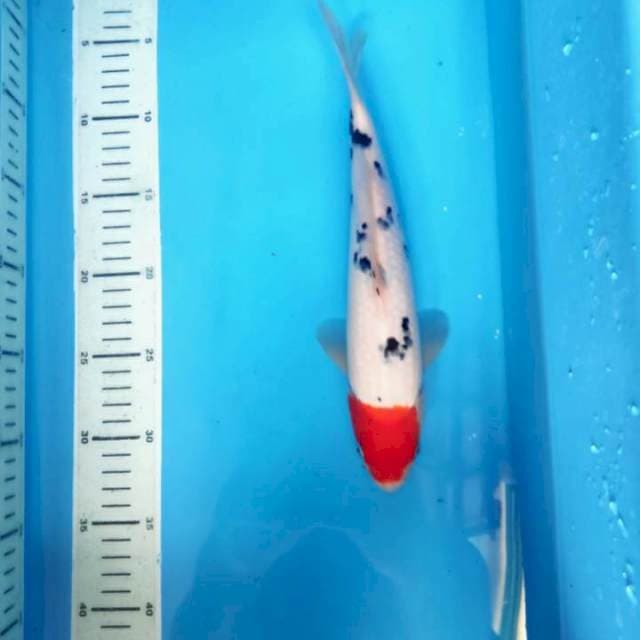 Tancho Sanke Bahan, 26cm female