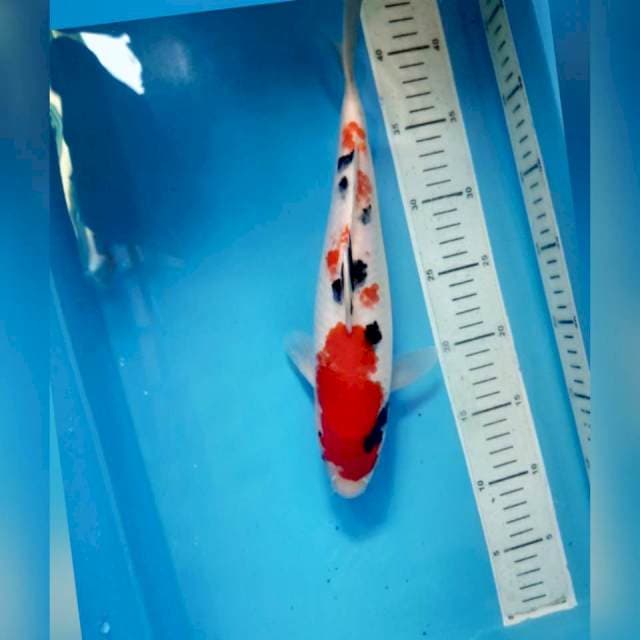 Sanke, 31cm female