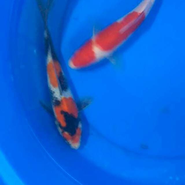 Kohaku. Showa. 22-23cm uncek