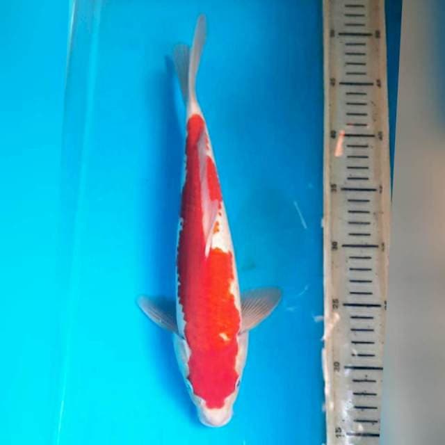 Kohaku bahan, 32cm male