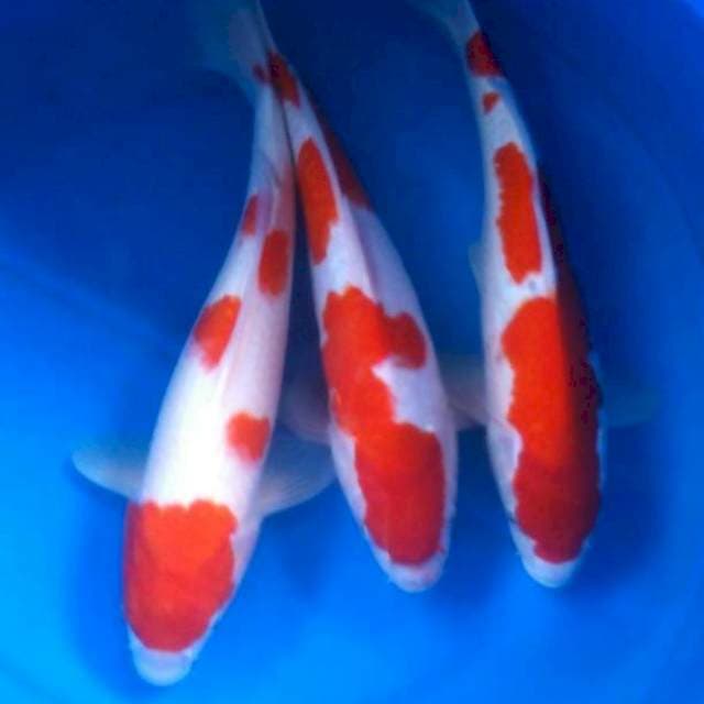 Merah putih