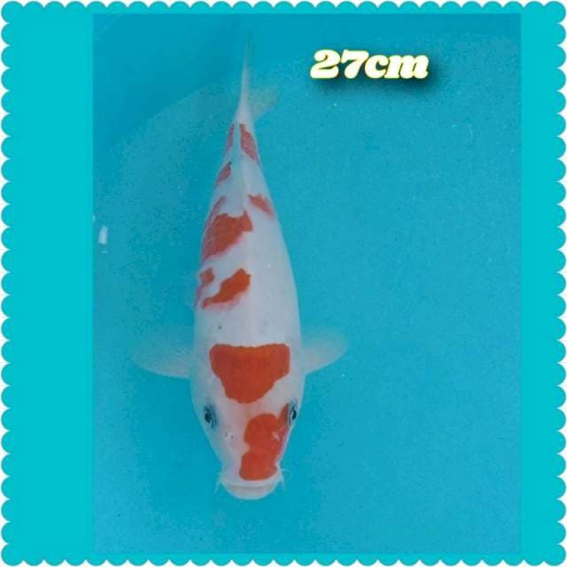 Kohaku,27cm